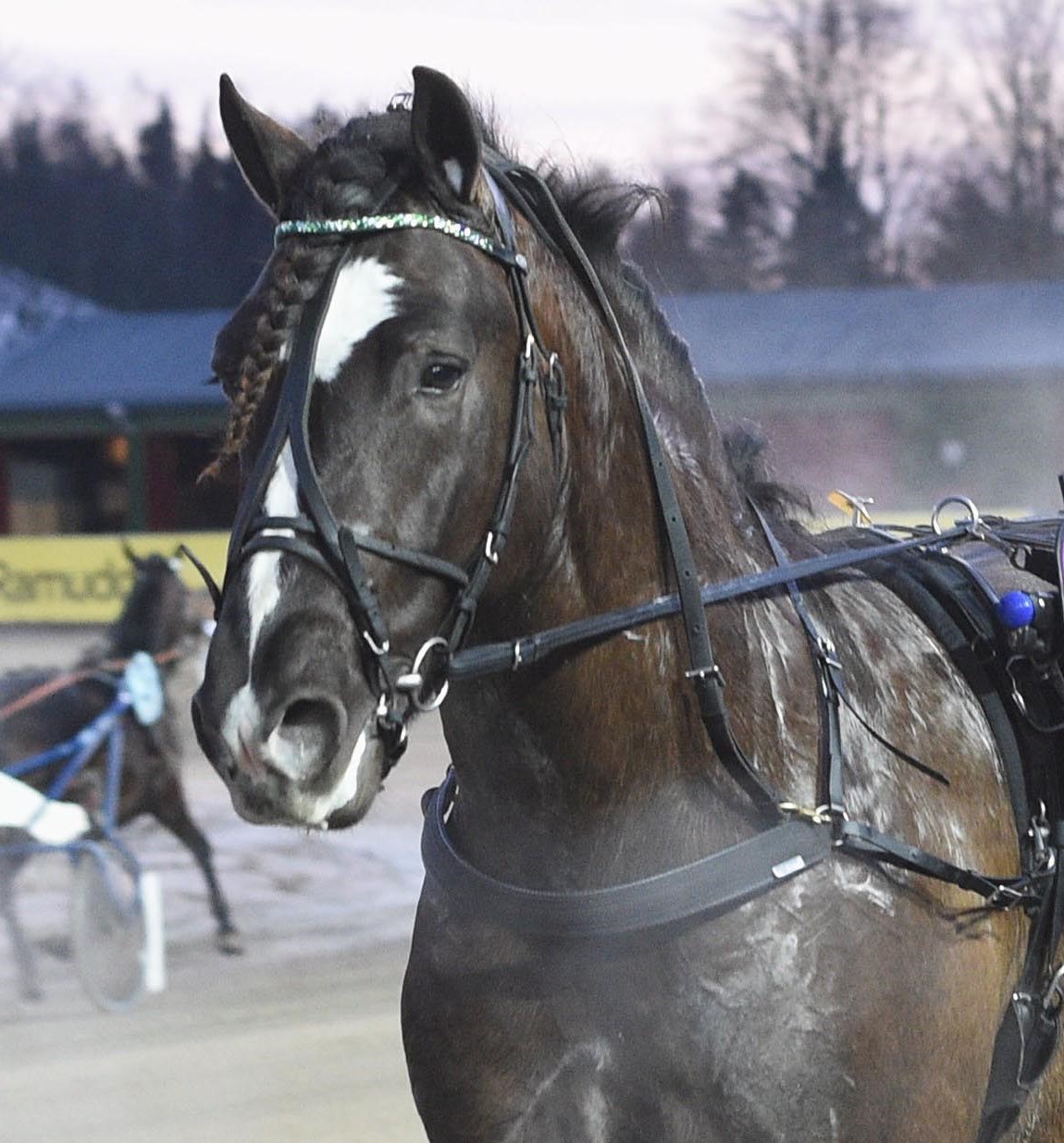 Granbarksborren ALN